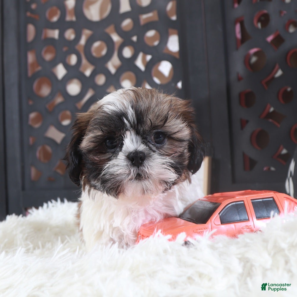 Shih Tzu dogs Shih Tzu Puppy Stone - Ad 25