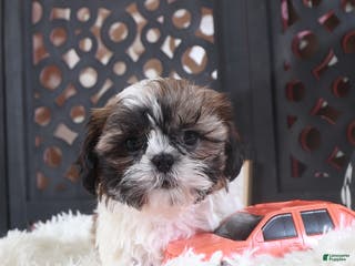 Shih Tzu dogs Shih Tzu Puppy Stone - Ad 36