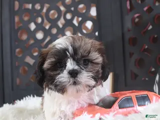 Shih Tzu dogs Shih Tzu Puppy Stone - Ad 13