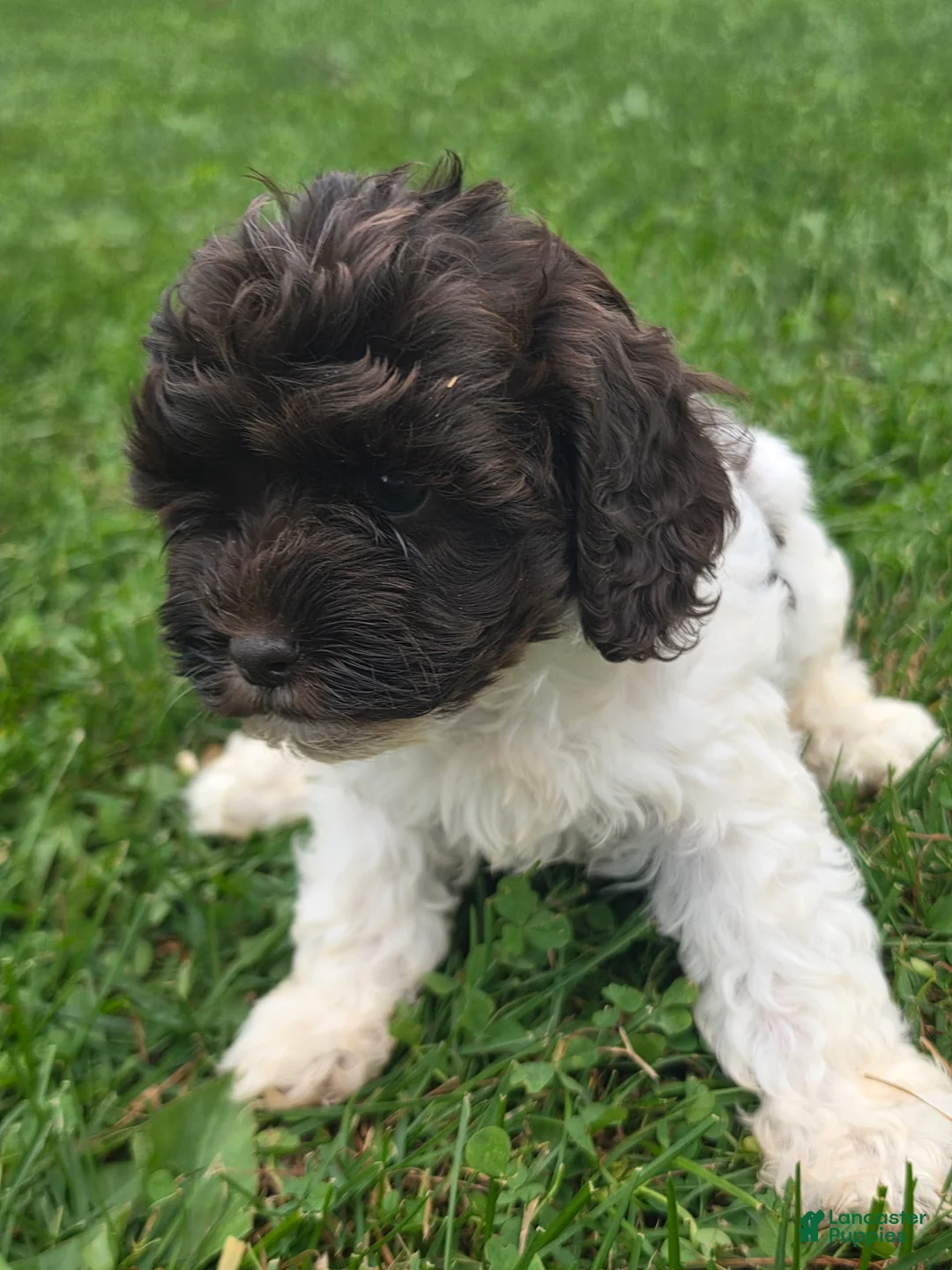 Cockapoo dogs for sale: Cockapoo Female 3 - Ad 2