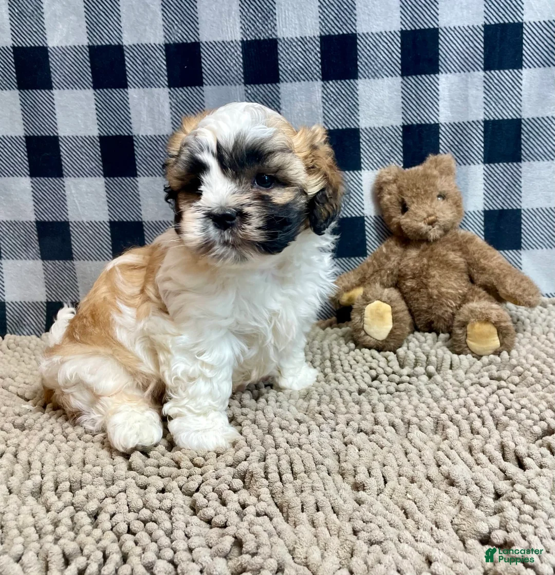 Teddy Bear dogs for sale: Adam - Ad 21