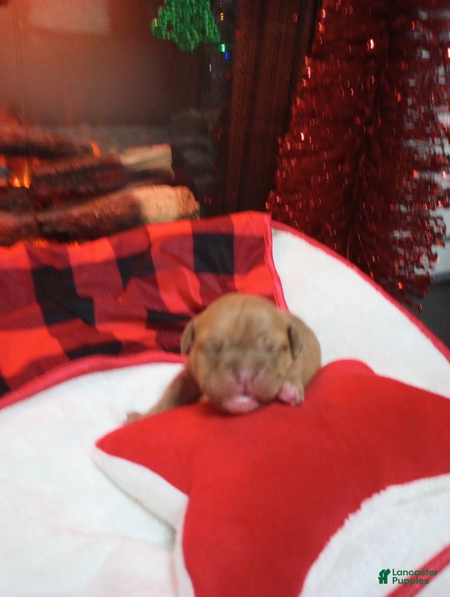 Olde English Bulldogge dogs Olde English Bulldogge Puppy 7 - Ad 14