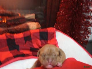 Olde English Bulldogge dogs Olde English Bulldogge Puppy 7 - Ad 16