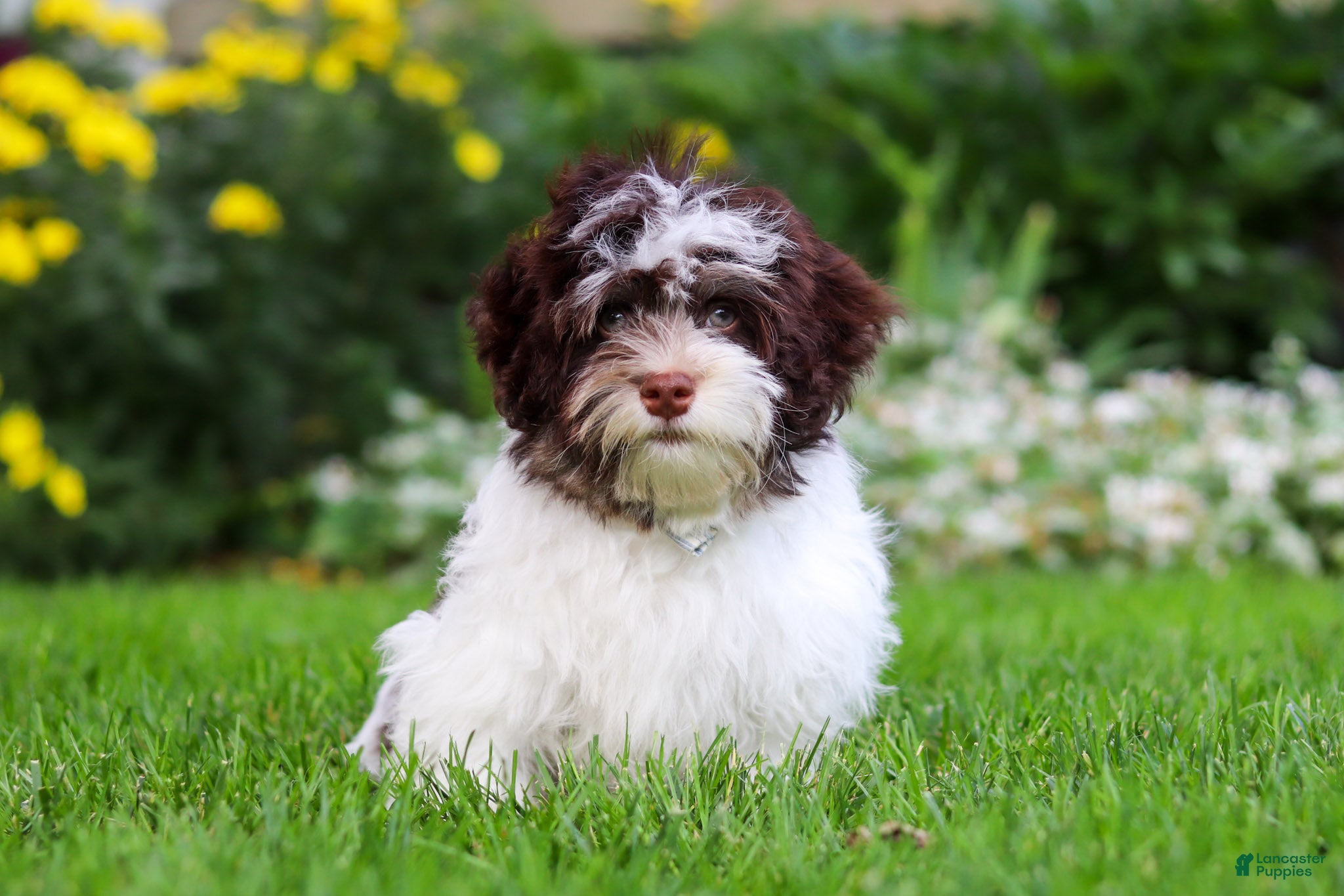 Havanese dogs Brady - Ad 2