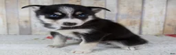 Pomsky dogs for sale: Coco - Ad 1