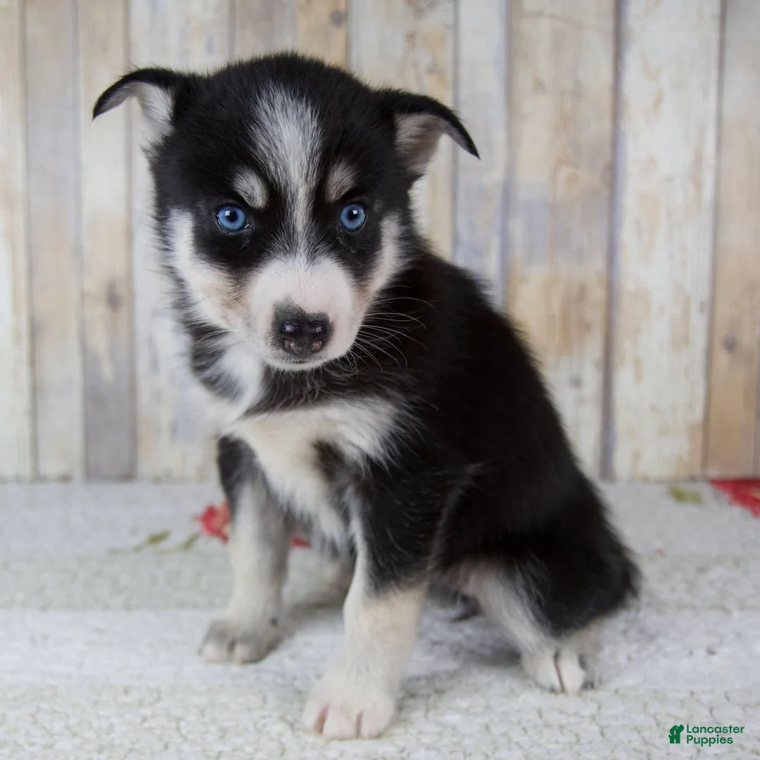 Pomsky dogs for sale: Coco - Ad 1