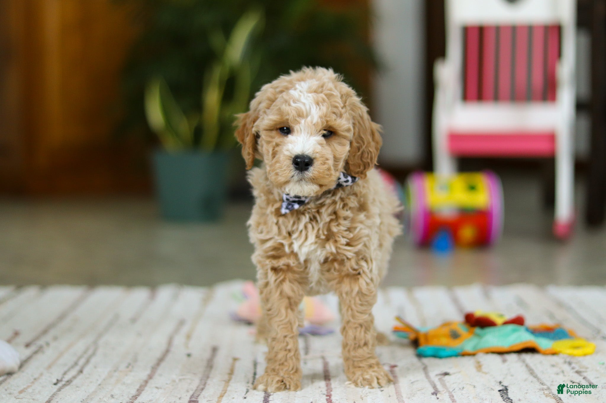 Mini Goldendoodle dogs Drake - Ad 2