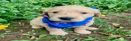 Goldendoodle dogs for sale: Carter - Ad 4