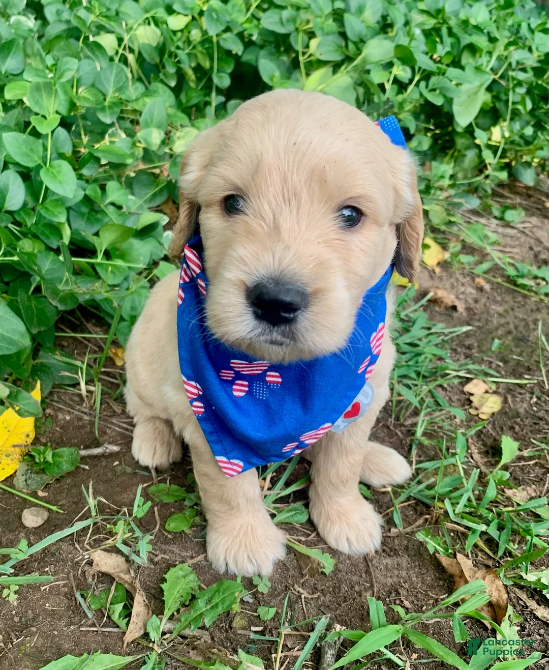Goldendoodle dogs for sale: Carter - Ad 4