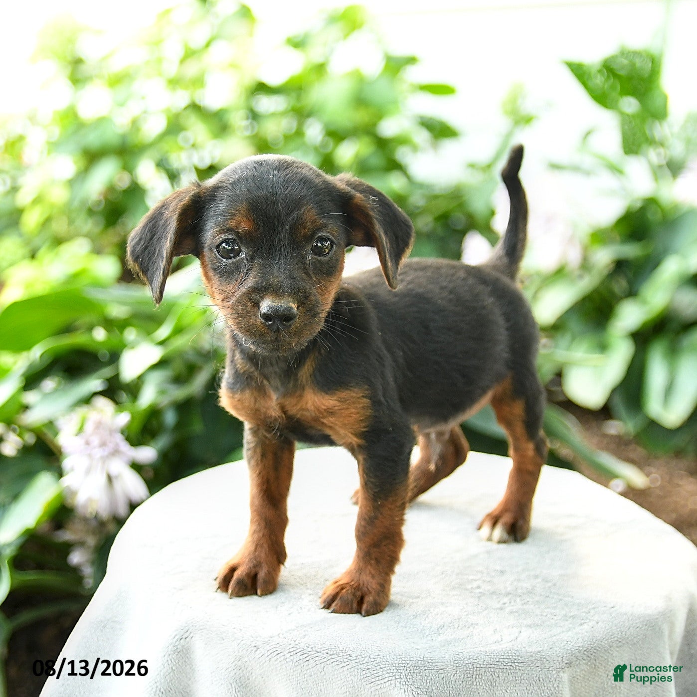 Yorkiepoo dogs Preston - Ad 1