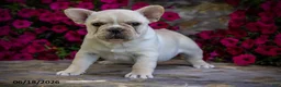 French Bulldog dogs for sale: Snow - Ad 3