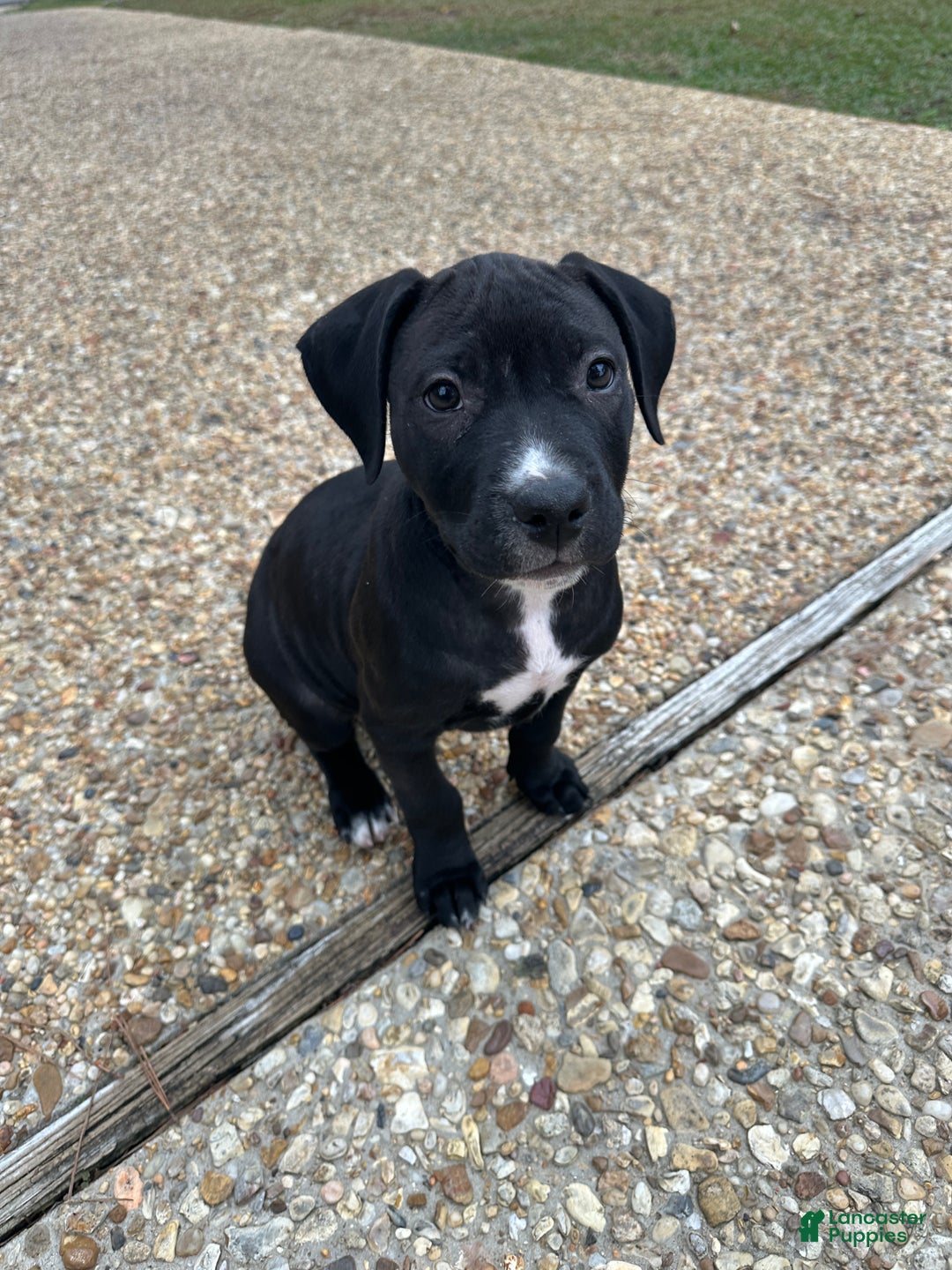 American Pit Bull Terrier dogs for sale: Luna - Ad 1