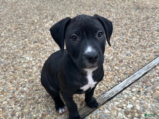 American Pit Bull Terrier dogs Luna - Ad 16