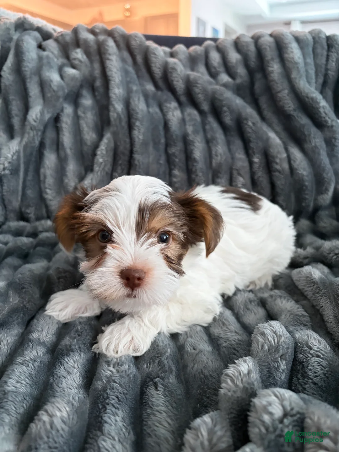 Yorkshire Terrier dogs for sale: Yorkshire Terrier Female - Ad 1