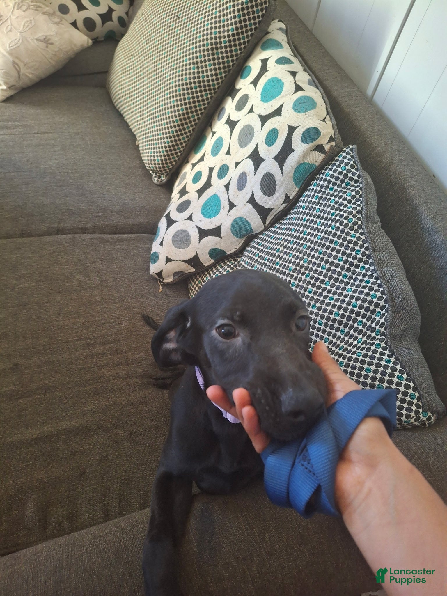 Labrador Retriever dogs for sale: Labrador Retriever Puppy 9 - Ad 2