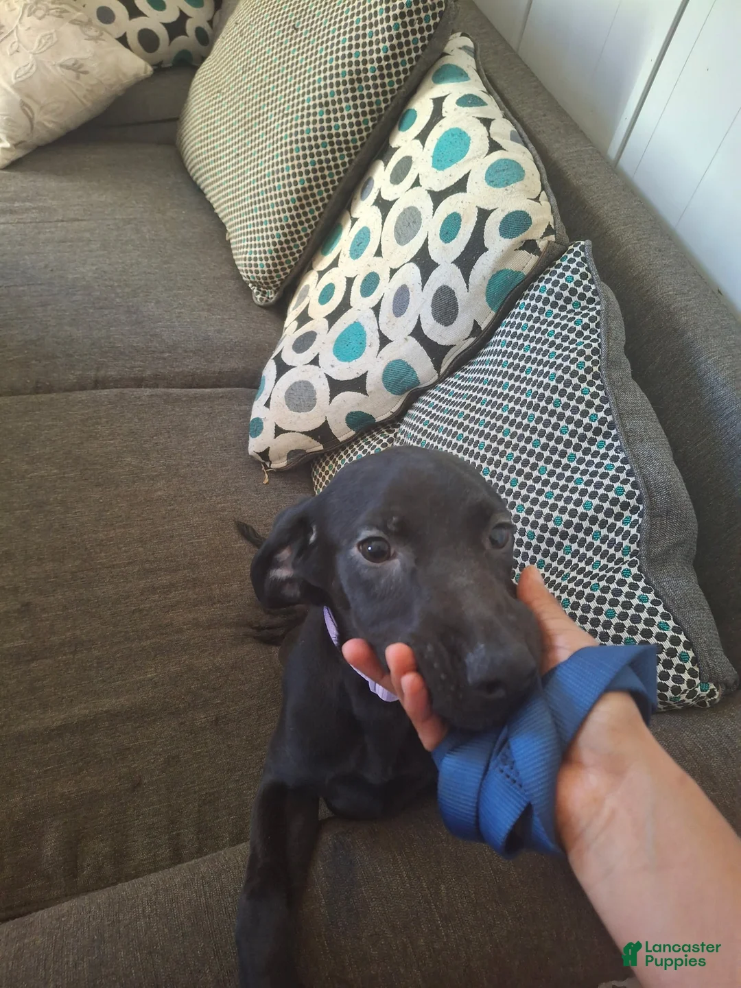 Labrador Retriever dogs for sale: Labrador Retriever Puppy 9 - Ad 1