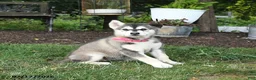 Alaskan Malamute dogs for sale: Skylar - Ad 3