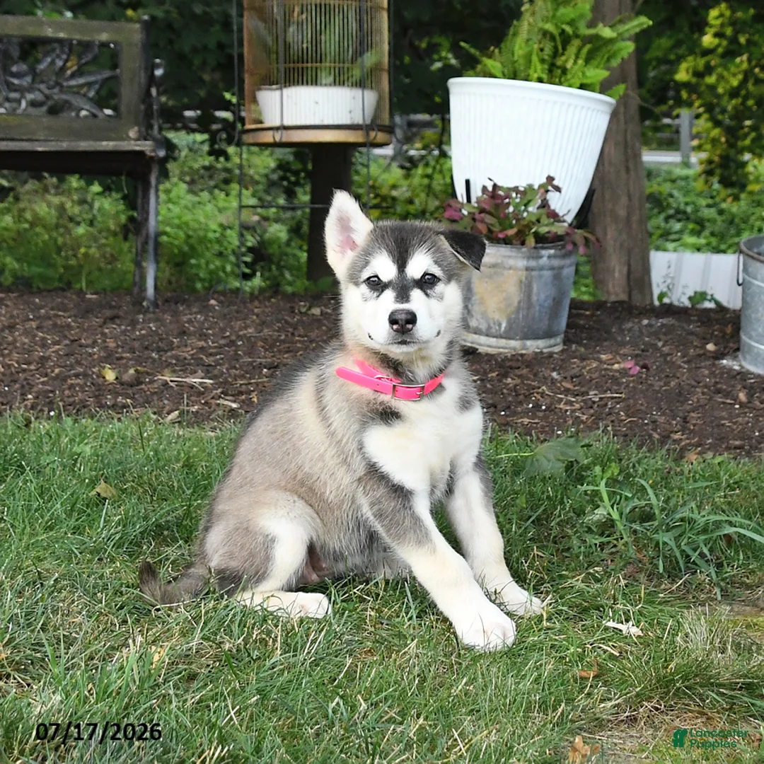 Alaskan Malamute dogs for sale: Skylar - Ad 3