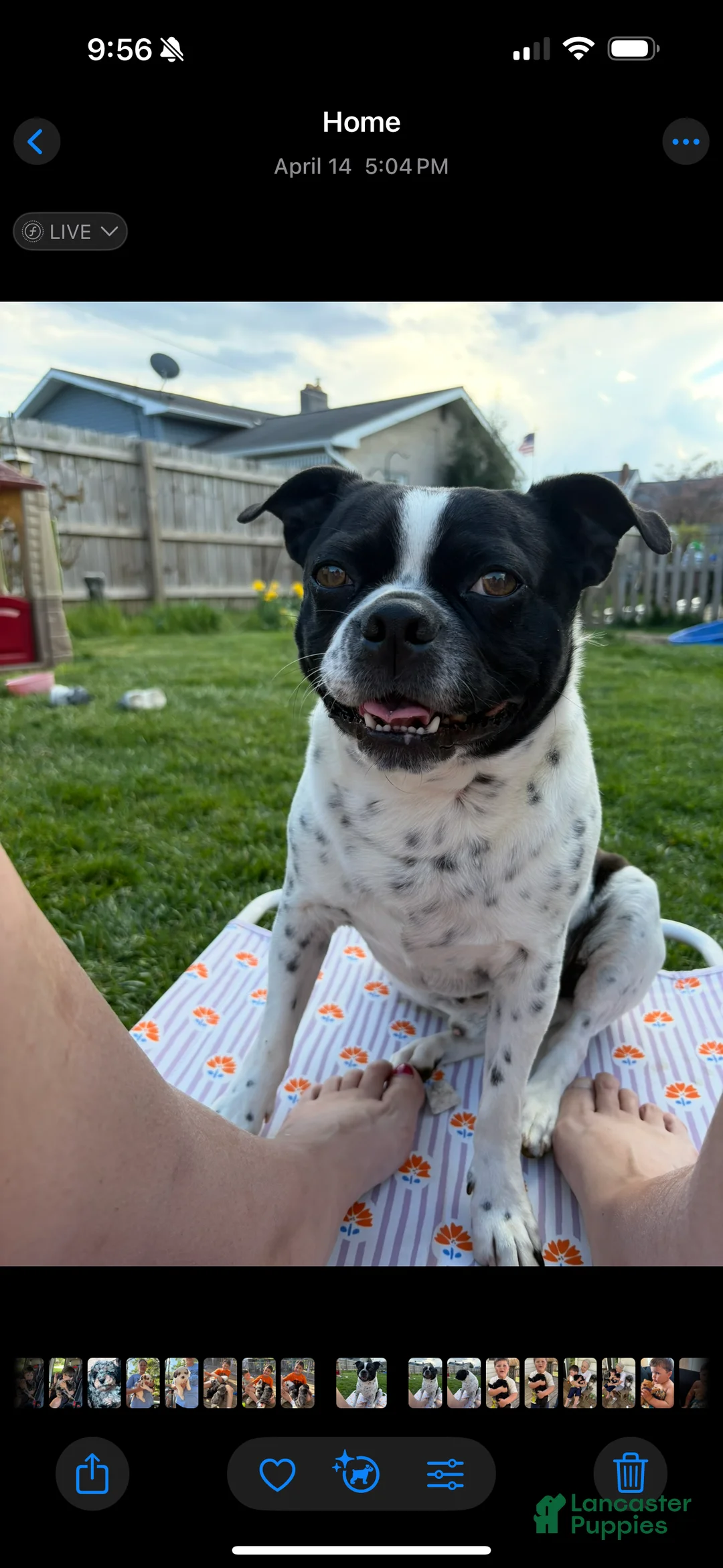 Boston Terrier dogs for sale: Boston Terrier 1 - Ad 1