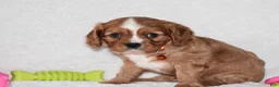 Cavalier King Charles Spaniel dogs for sale: Piper - Ad 3