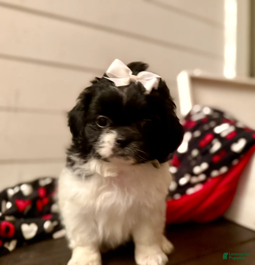 Shihpoo dogs for sale: Glinda  - Ad 21