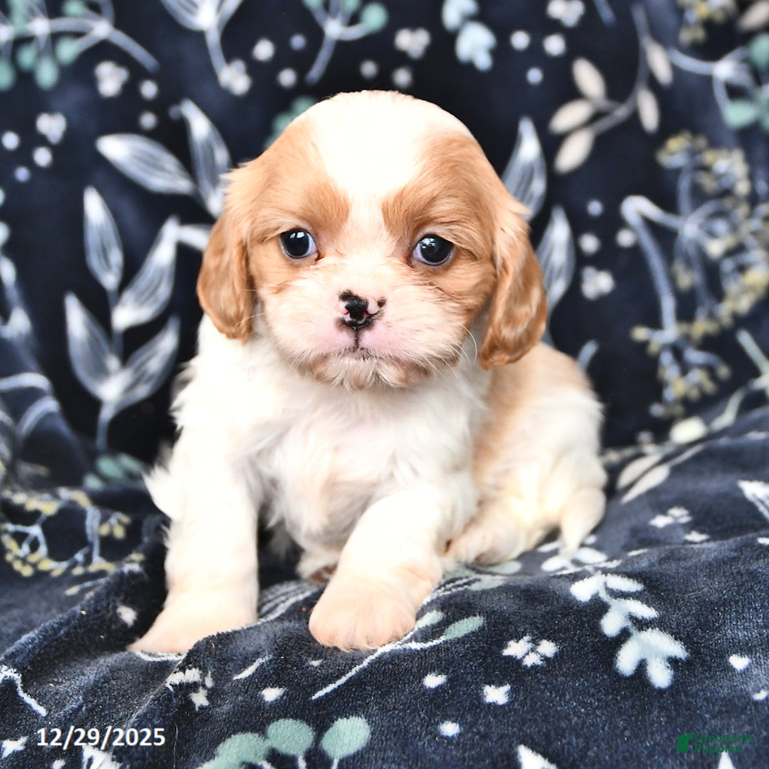 Mixed Breed dogs for sale: Buster - Ad 3