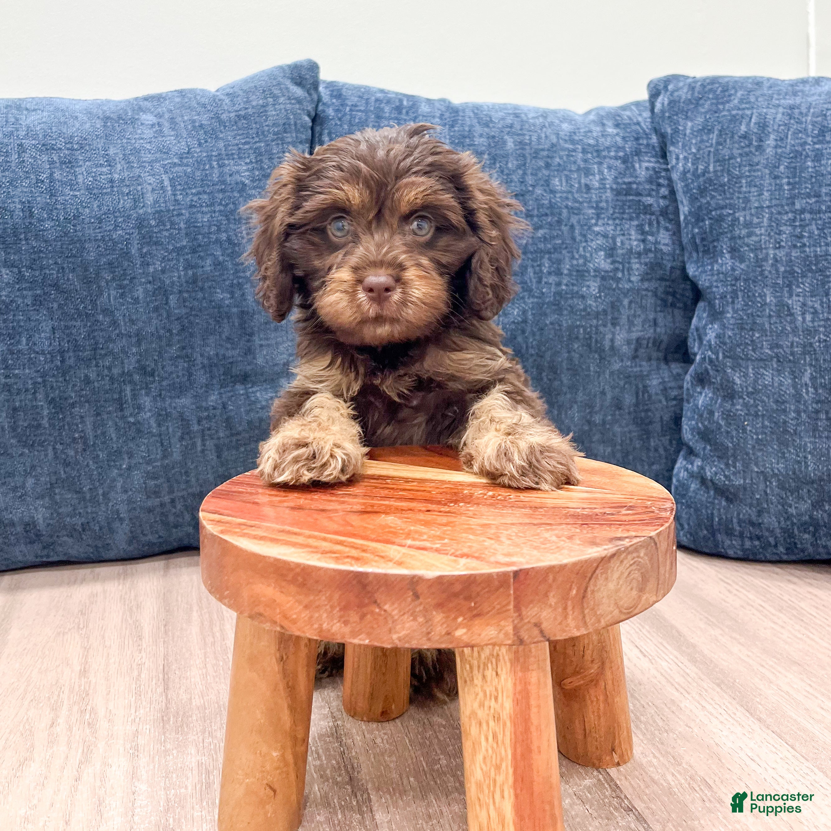 Cavapoo dogs Bella - Ad 1