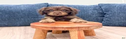 Cavapoo dogs for sale: Bella - Ad 1
