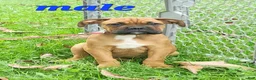 Mixed Breed dogs for sale: ZION - Ad 3