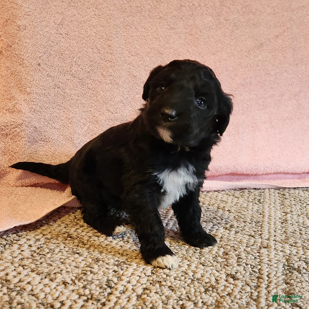 Portuguese Water Dog dogs for sale: Everest - Ad 3