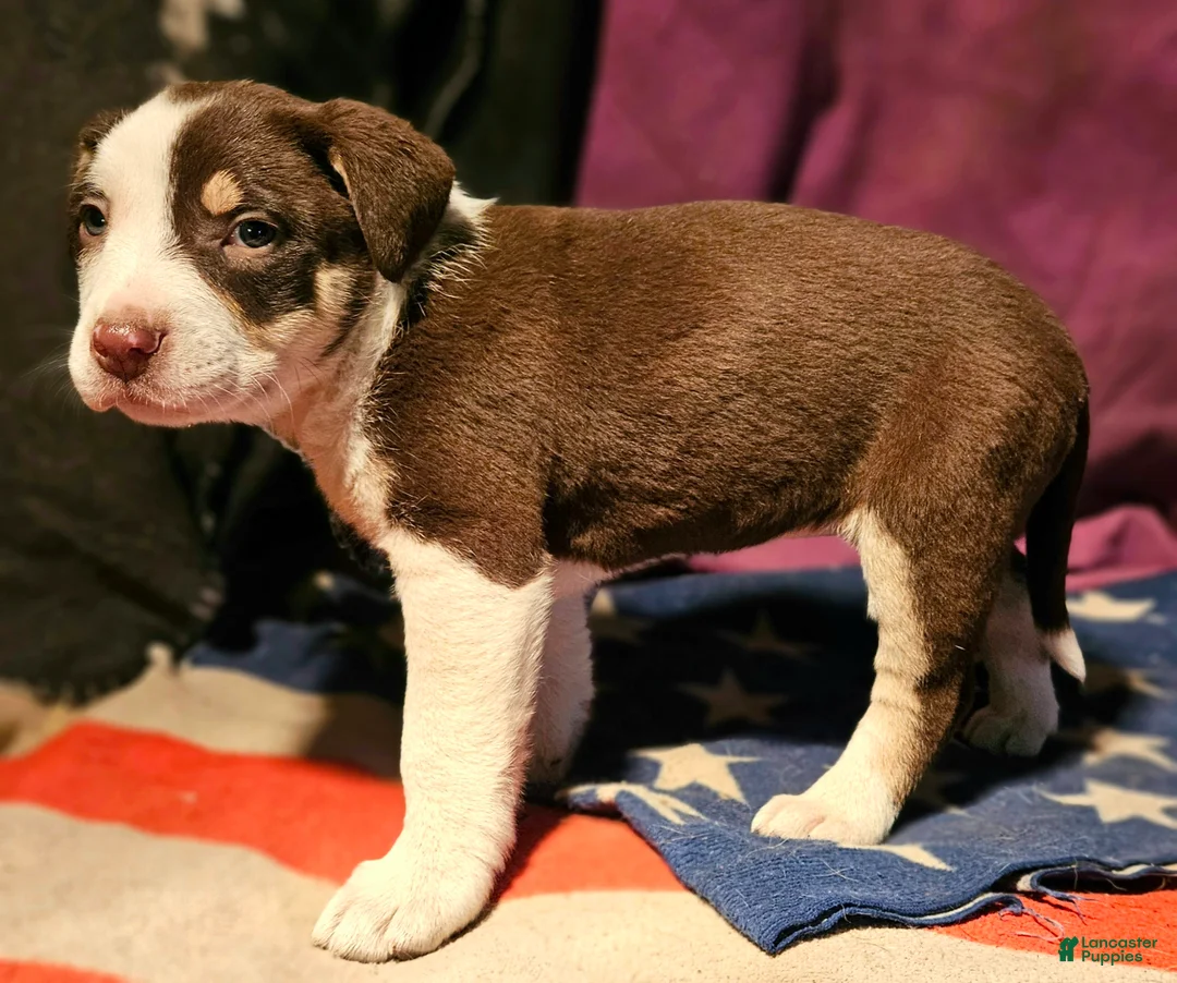 Border Collie dogs for sale: CeeCee (Blue Eyes) - Ad 3