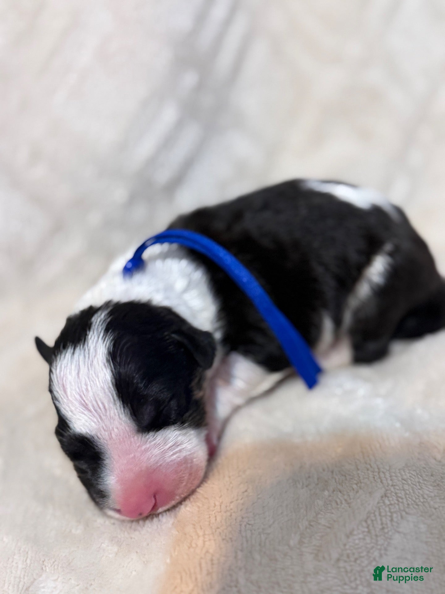 Bull Terrier dogs for sale: Boy 8 - Ad 1
