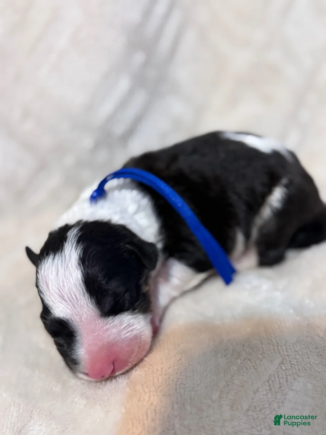 Bull Terrier dogs for sale: Boy 8 - Ad 1