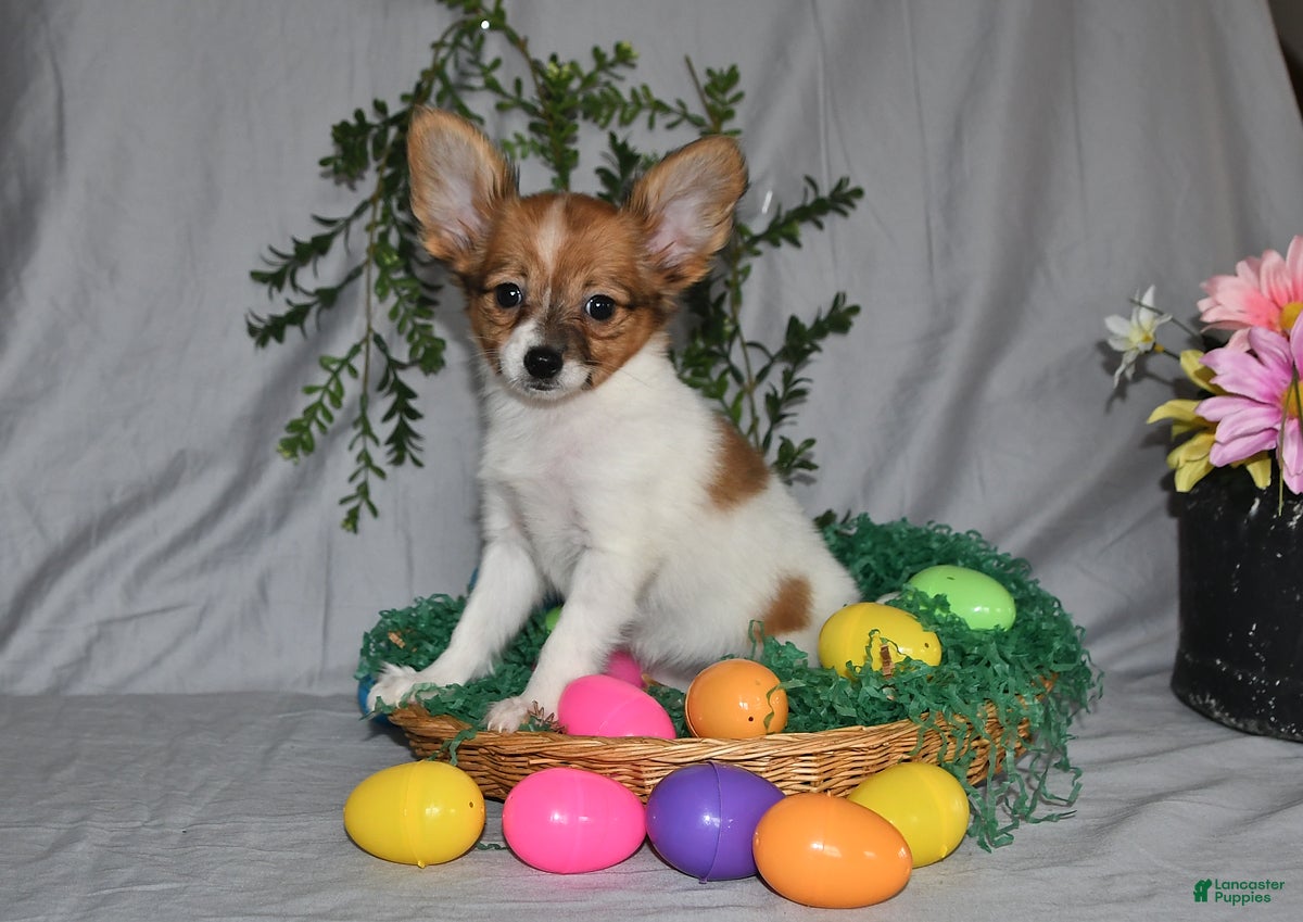 Papillon dogs Daisy - Ad 1