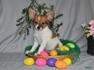 Papillon dogs for sale: Daisy - Ad 2