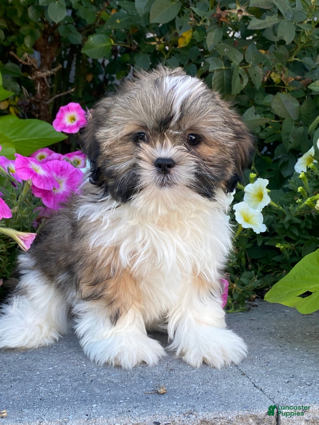 Shih Tzu dogs for sale: Stu - Ad 6