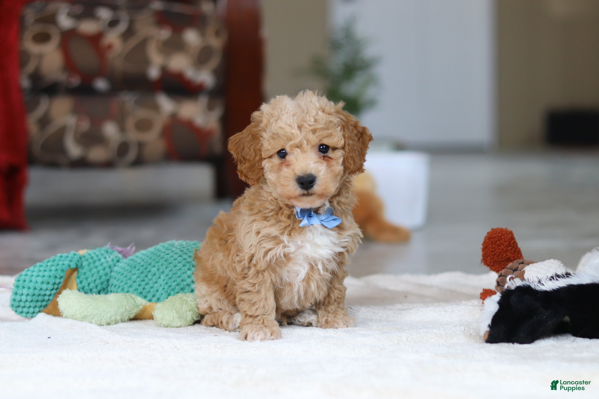 Bichpoo dogs Nemo - Ad 1