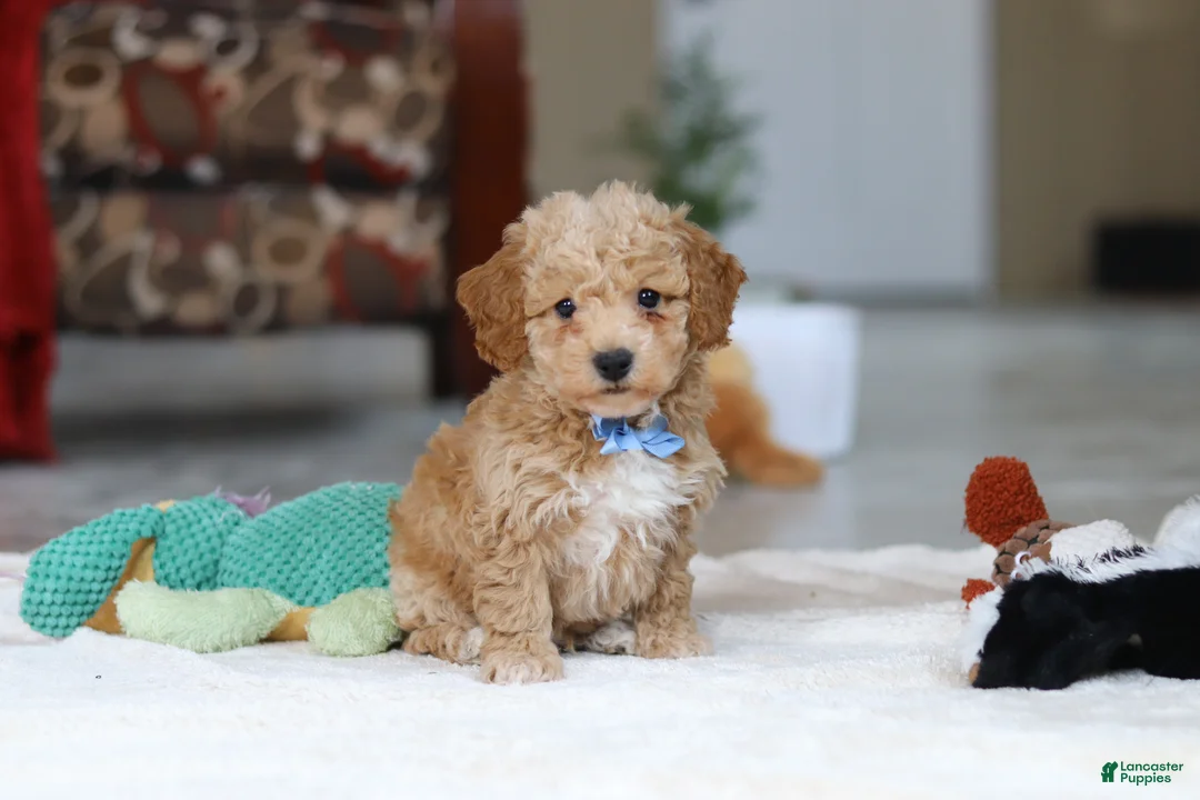 Bichpoo dogs for sale: Nemo - Ad 1