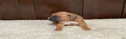 Boxer dogs for sale: Rocky - Ad 21