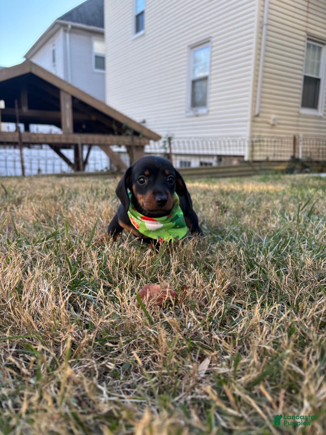 Miniature Dachshund dogs for sale: Shaggy - Ad 2