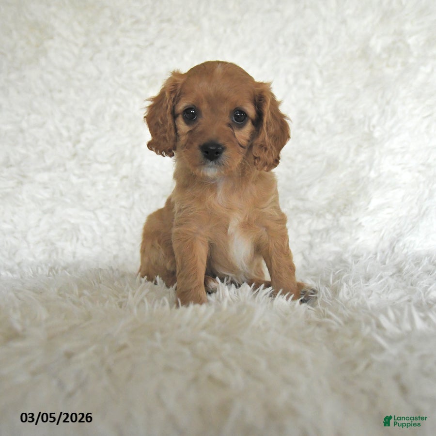 Cavapoo dogs Molly - Ad 1