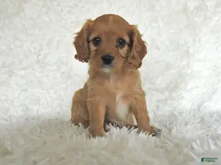 Cavapoo dogs for sale: Molly - Ad 2