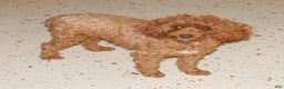 Miniature Poodle dogs for sale: Teddy - Ad 6