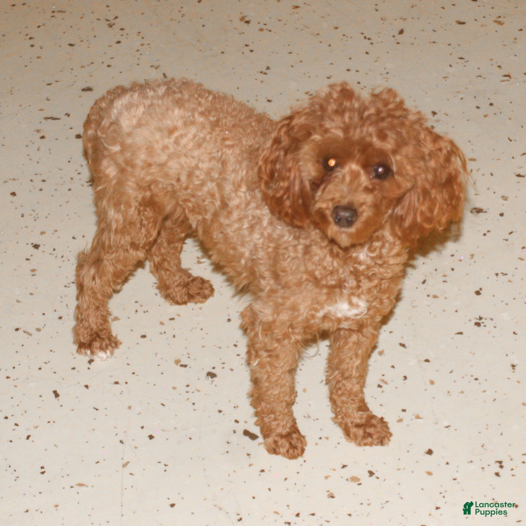 Miniature Poodle dogs for sale: Teddy - Ad 6