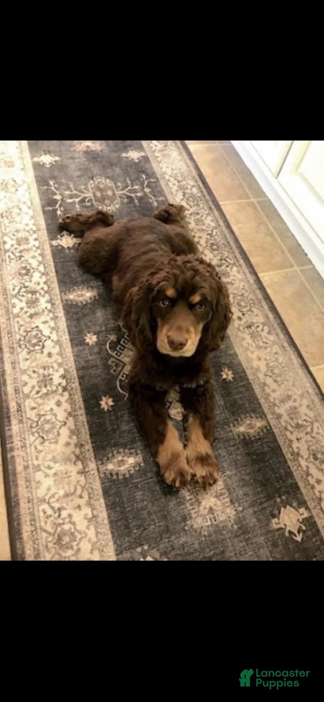 Cocker Spaniel dogs for sale: Fancy - Ad 5