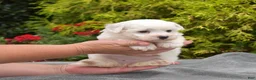 Bichon Frise dogs for sale: Paris (Tiny) - Ad 5