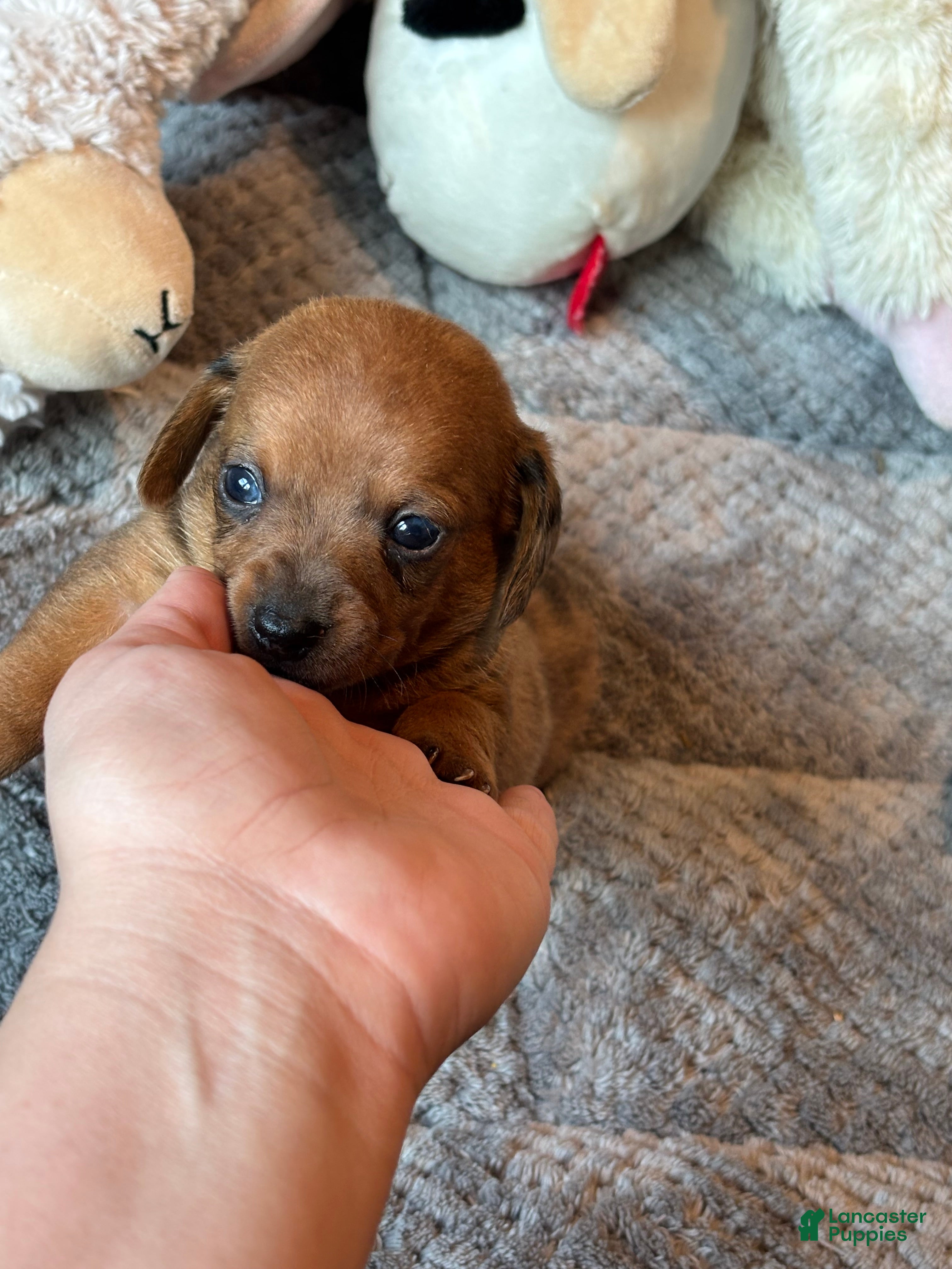 Dachshund dogs Dachshund 3 - Ad 2