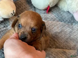 Dachshund dogs Dachshund 3 - Ad 2