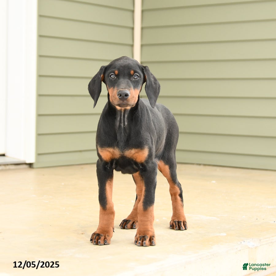 Doberman Pinscher dogs Harmony - Ad 2
