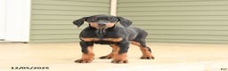 Doberman Pinscher dogs for sale: Harmony - Ad 1